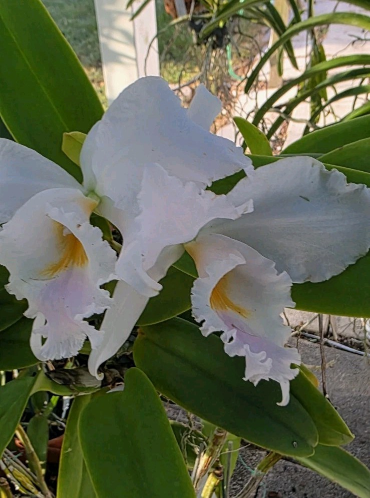 Cattleya jemenii v semi alba x delicata Fragrant XXL Plant Buds Starting To Pop
