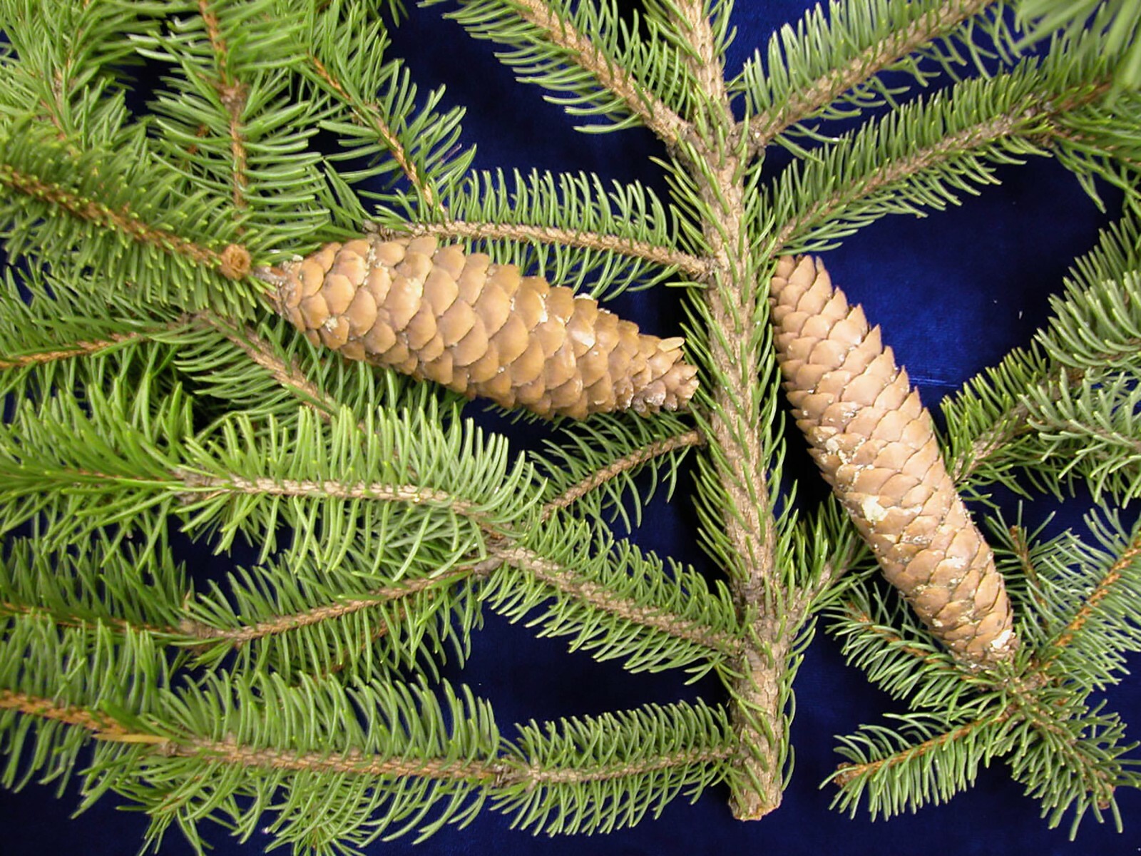 Norway Spruce, Picea abies, Tree Seeds (Evergreen, Fast)
