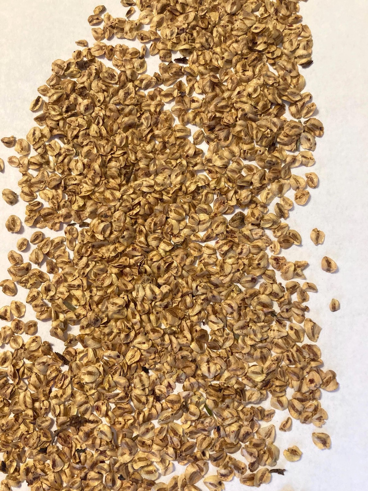 Dawn Redwood Tree Seeds (METASEQUOIA GLYPTOSTROBOIDES)