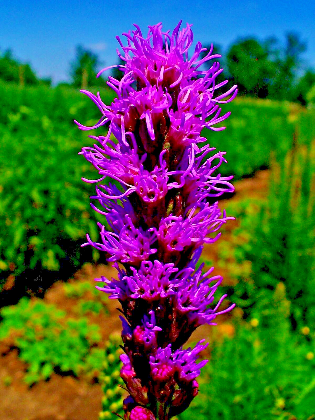 50 PURPLE BLAZING STAR FLOWER SEEDS Liatris spicata Cold Hardy-3 Butterfly Plant