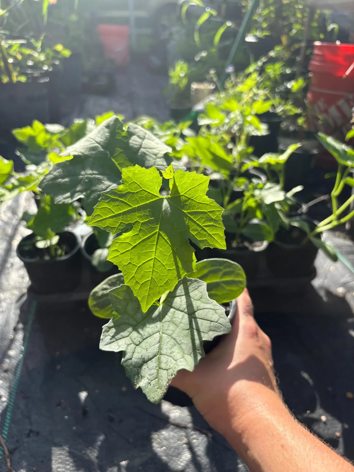 Loofah, the Natural Sponge | Loofah / 6 – 9 inch Luffa Plant in a Soiled Pot