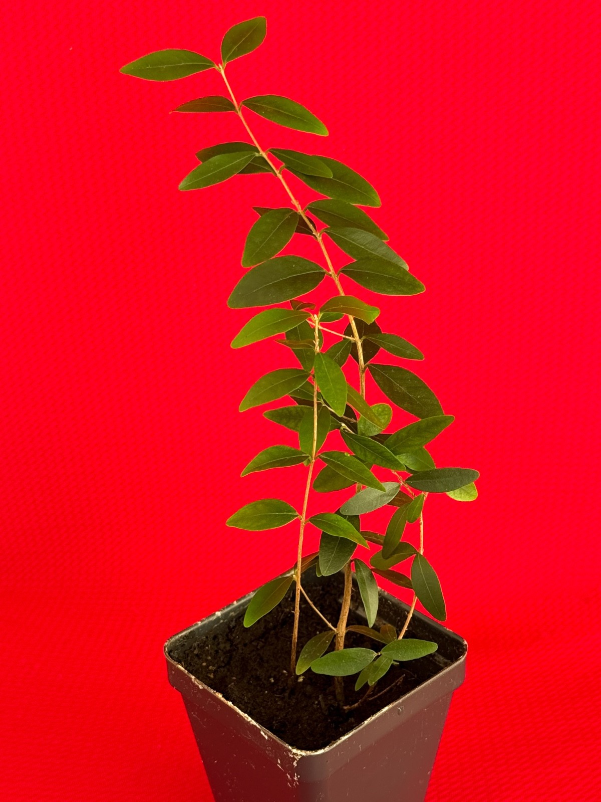 Eugenia Repanda Pitanga cherry jambo Red Fruit Tropical Tree Plant Potted RARE