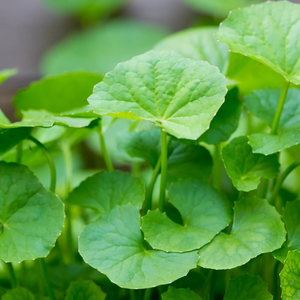 1100 Green Gotu Kola Seeds – Hat Rau Ma – Big Leaf Seed Centella Asiatica