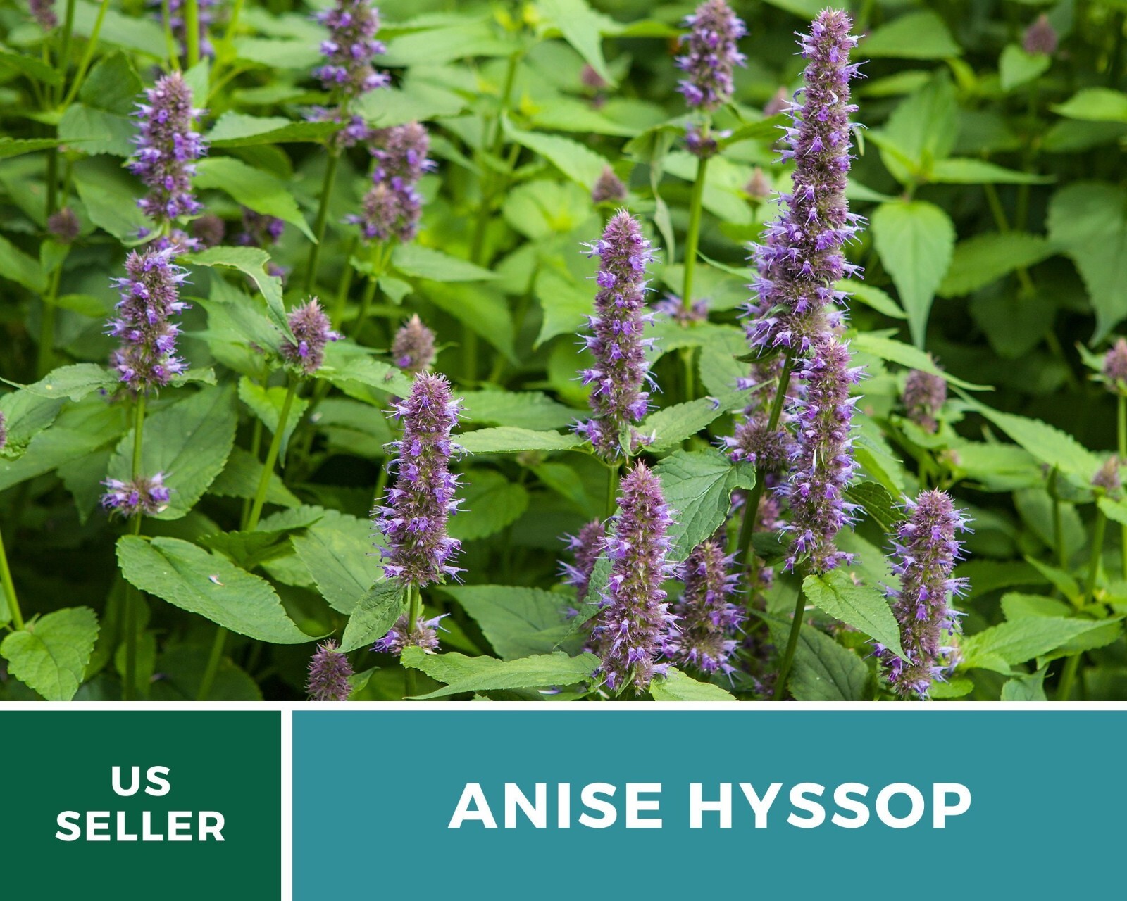Hyssop, Anise – 200 Seeds – Culinary & Medicinal Herb – Agastache foeniculum