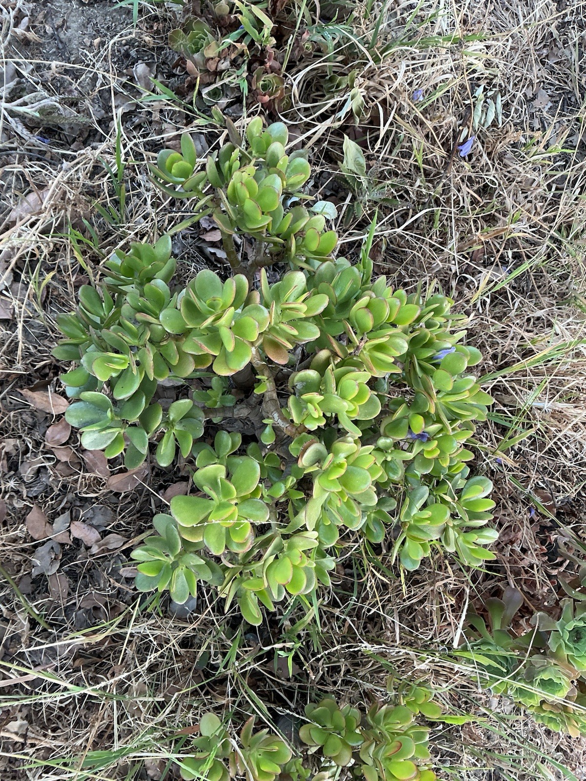 Healthy lush green Crassula Ovata Jade Plant cluster, Rooted 18” tall with roots