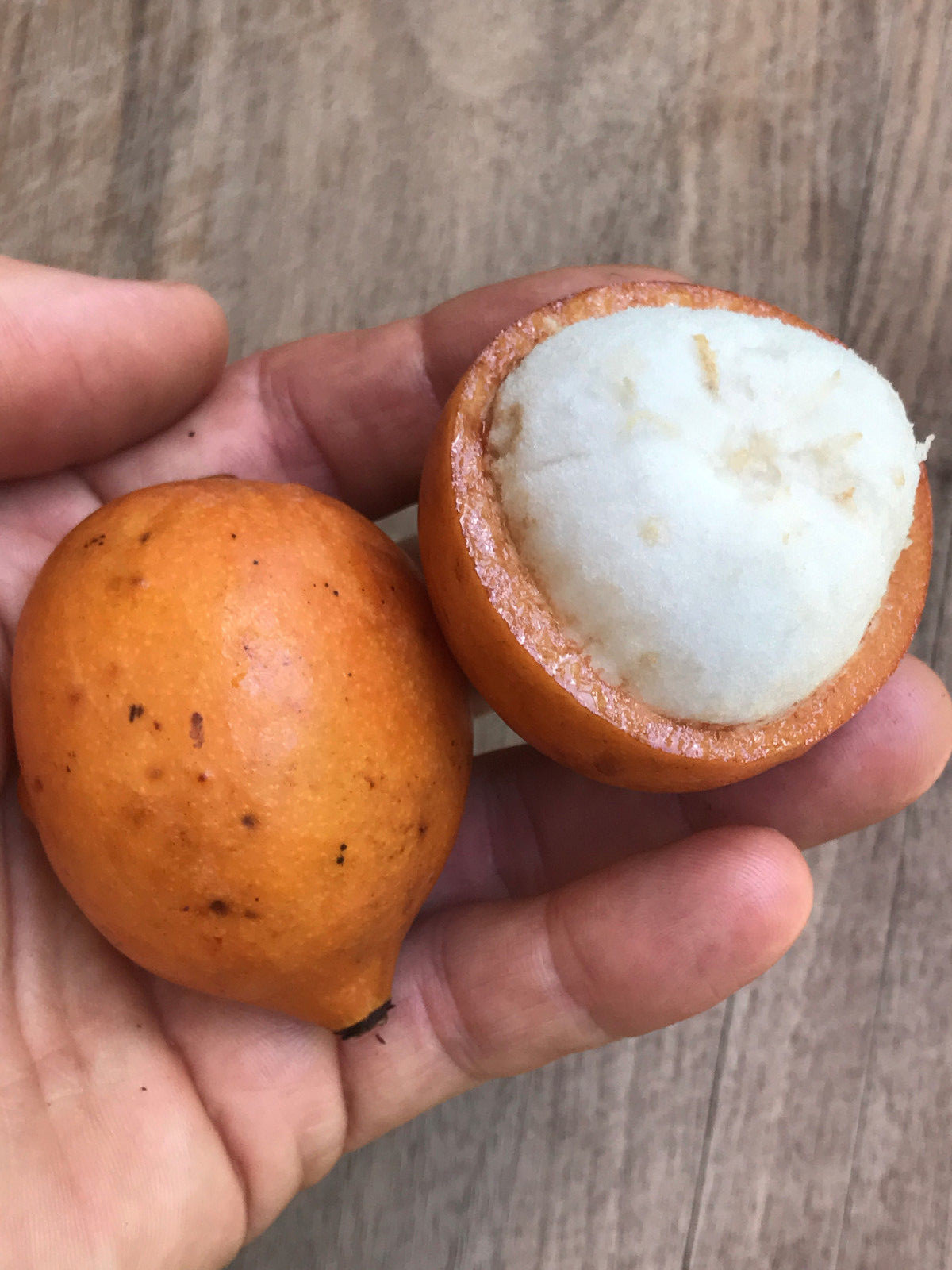 Achachairu Garcinia Humilis Orange Bolivian Mangosteen Tropical Fruit Tree Plant