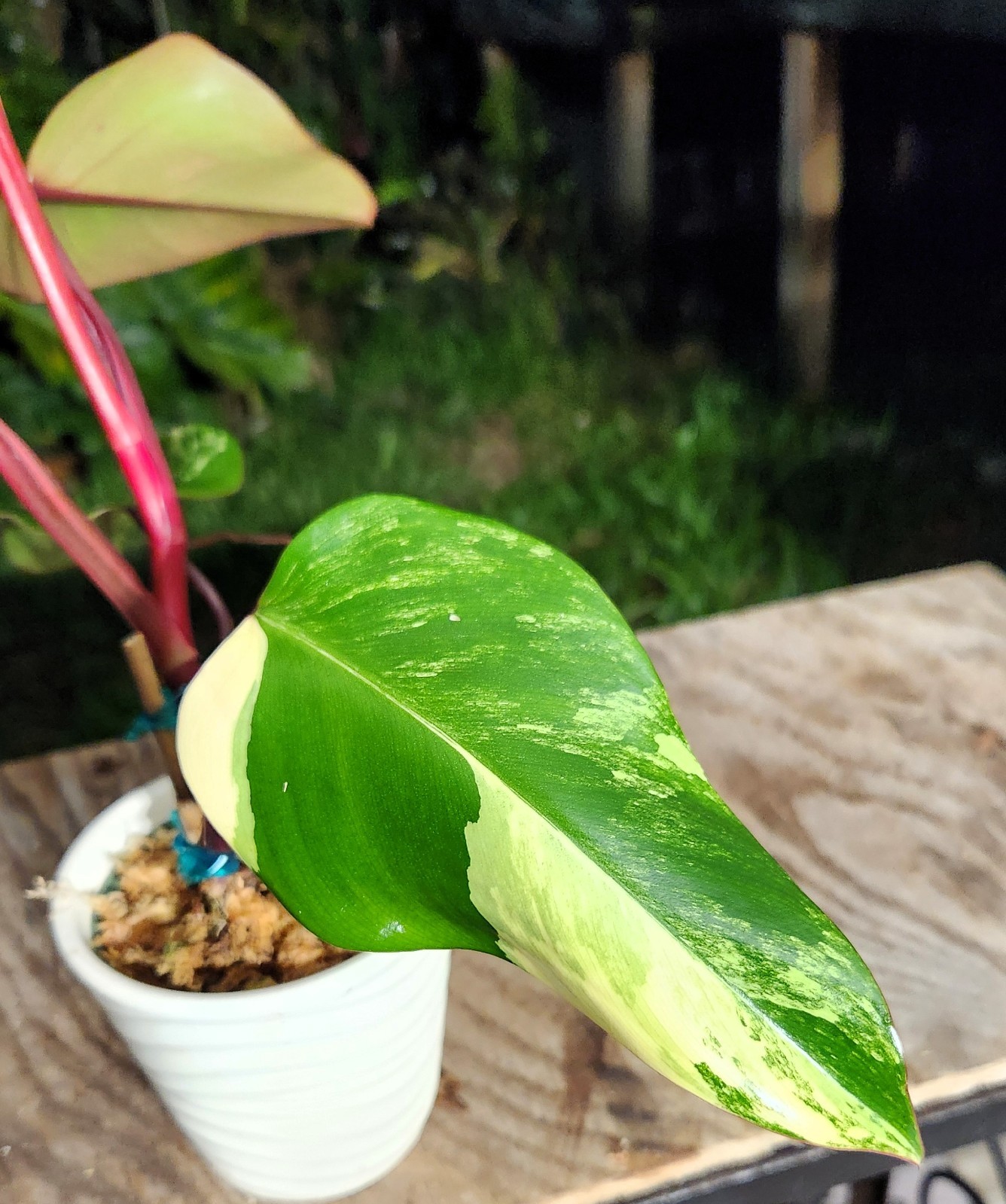 Philodendron Strawberry Shake Plant in 4″ Pot 10″ Tall 17″ Wide
