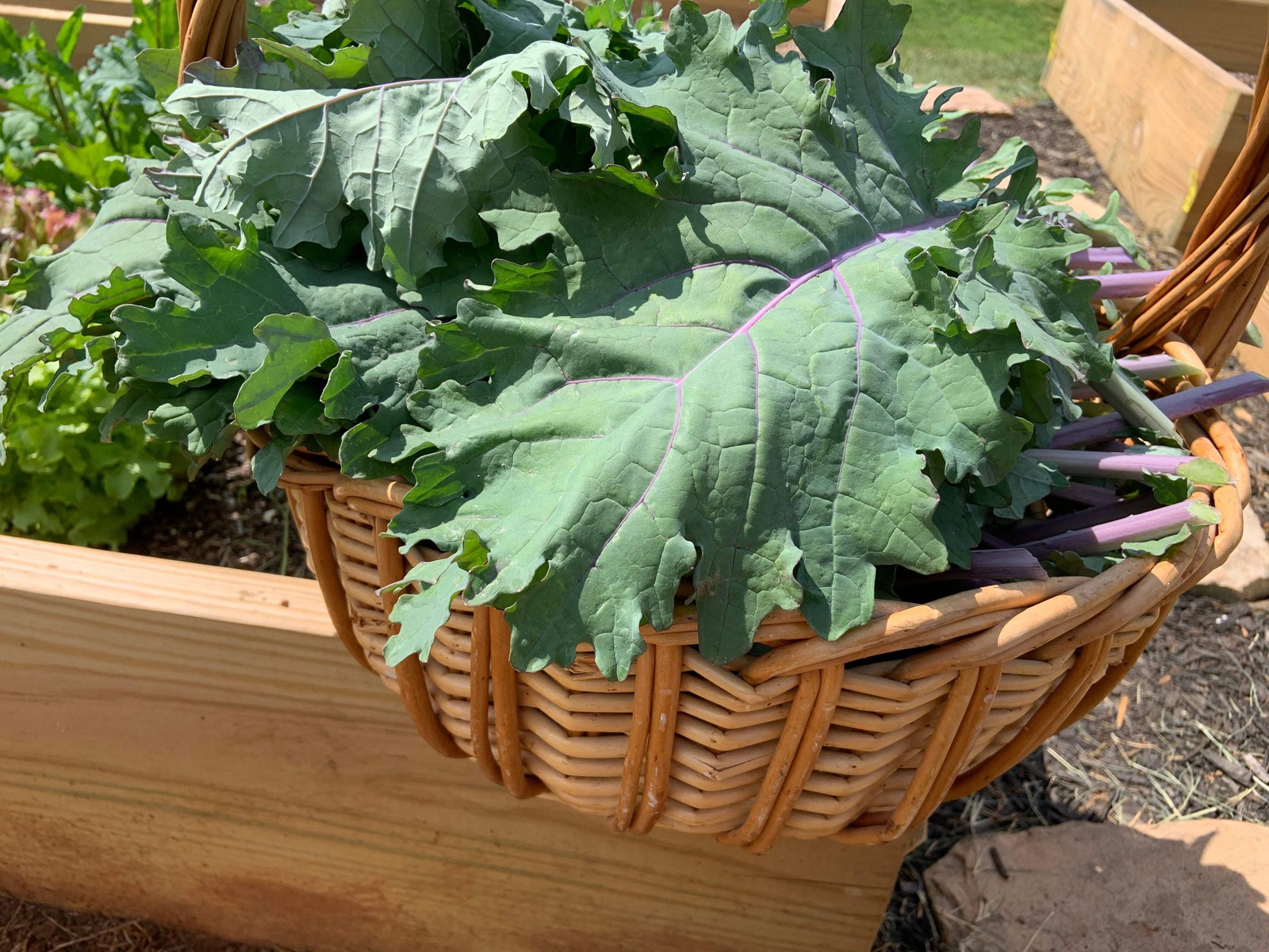 500 RED RUSSIAN KALE Brassica Oleracea Vegetable Seeds
