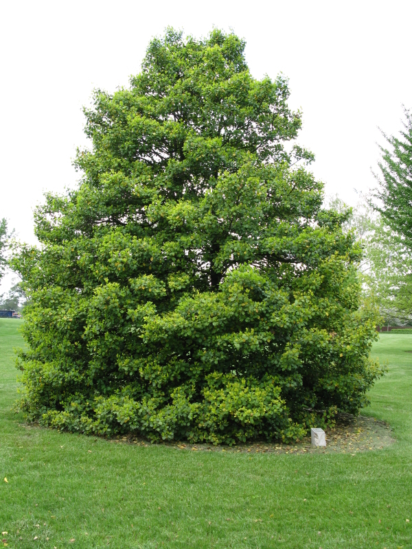 American Holly, Ilex opaca, Tree Seeds