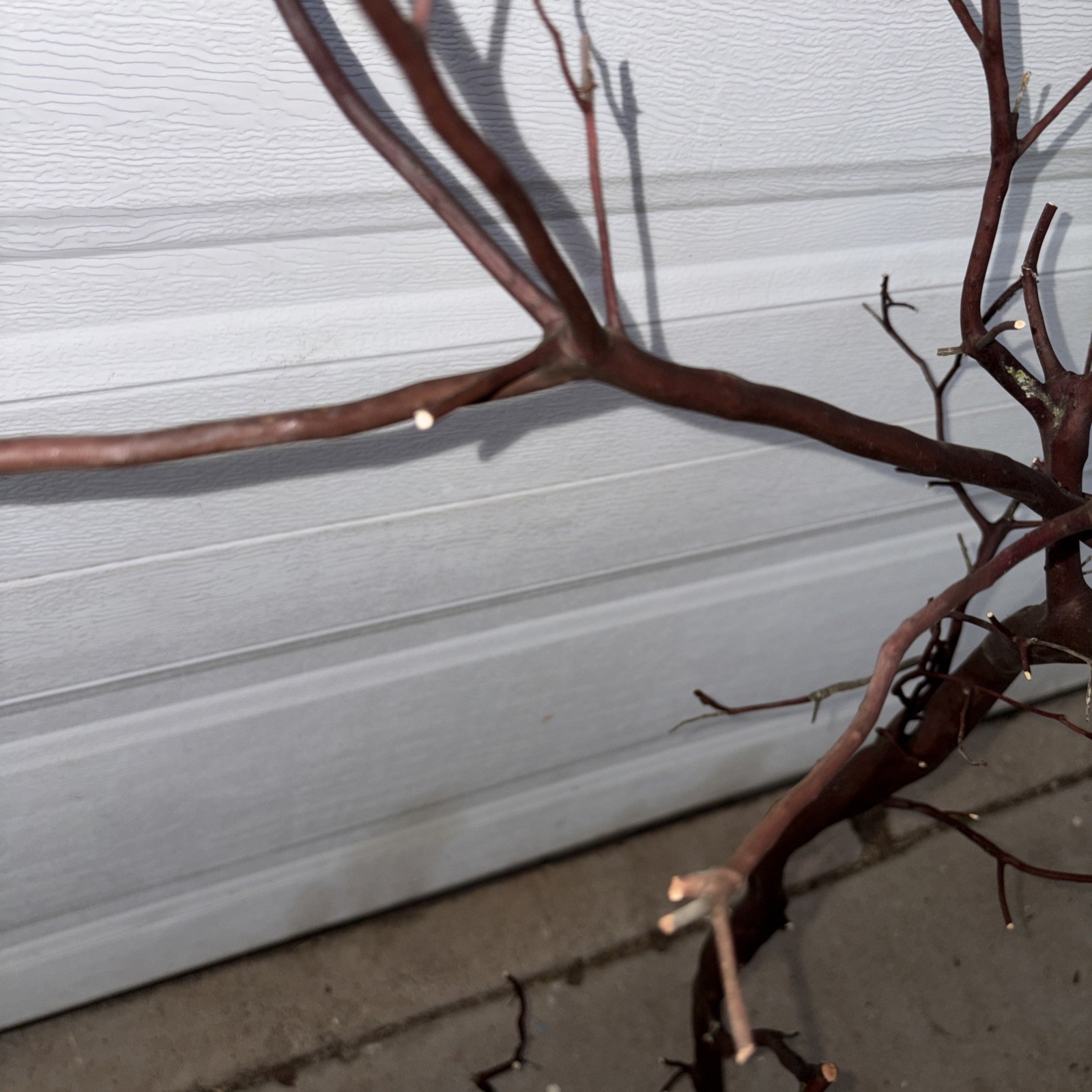 Red Manzanita Branch 3’ Tall. From Paso Robles , CA Ranch