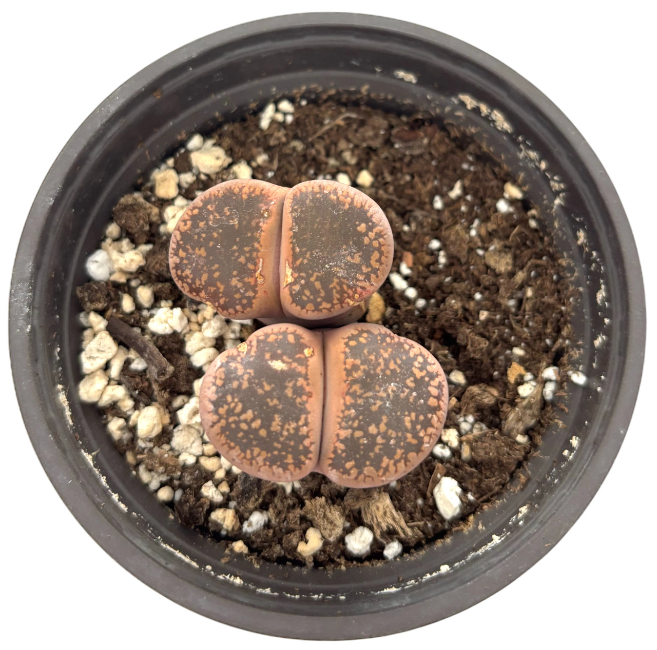 Was $20 Now $10 Lithops Live Succulent Plant, Large 4″ Pot, Rare Living Stone