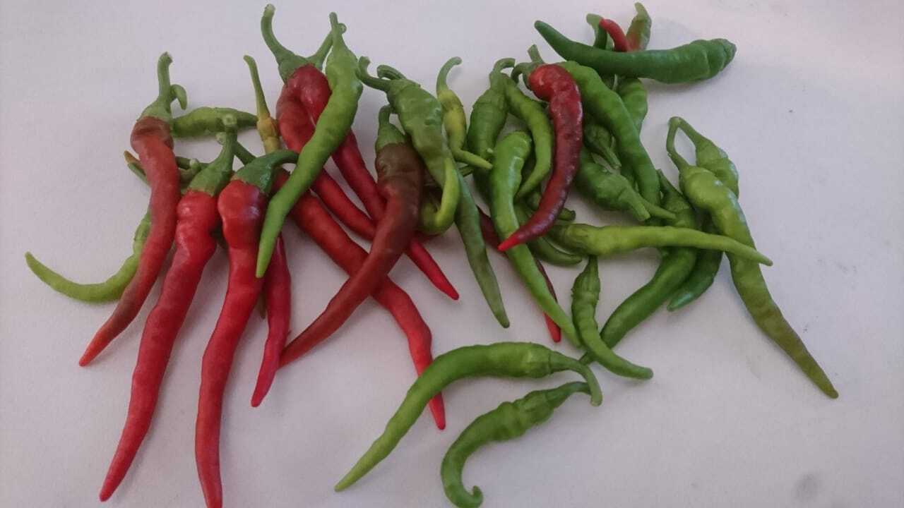 Cayenne Pepper Collection | Hot | Seeds