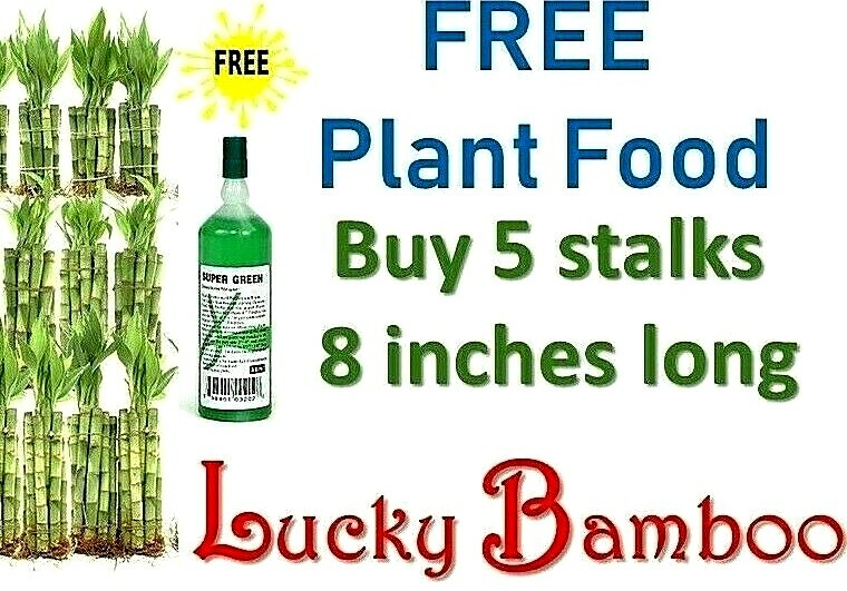 8″ Lucky Bamboo 5 Stalks Plants w/ FREE Plant Food, GIFT, Perennial, Feng Shui