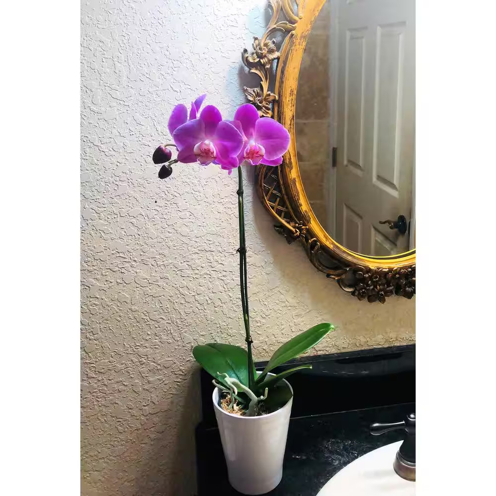 4 In. Phalaenopsis Orchid in Grower Pot