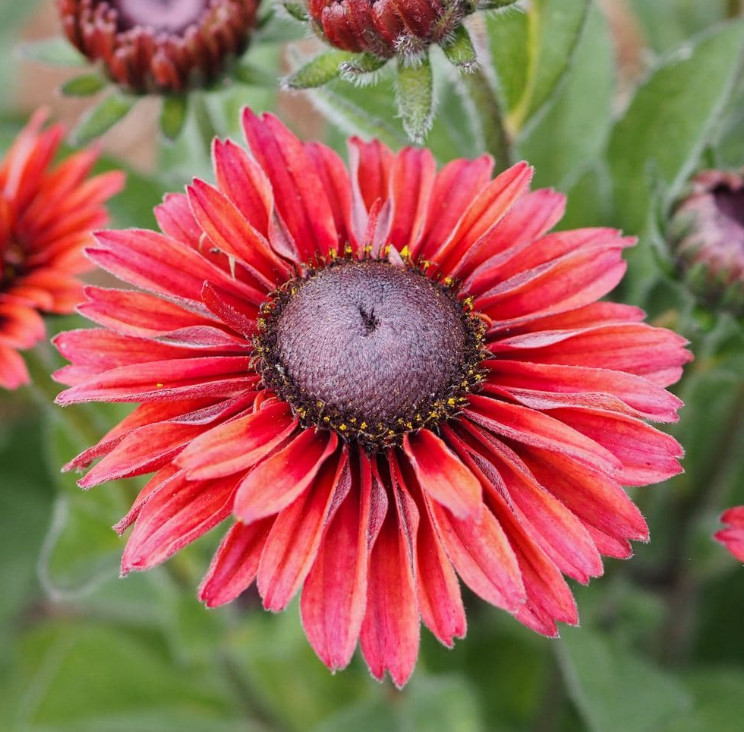 Rudbeckia SAHARA MIX Smoky Sunset Cut Flowers Pollinators Non-GMO 100 Seeds