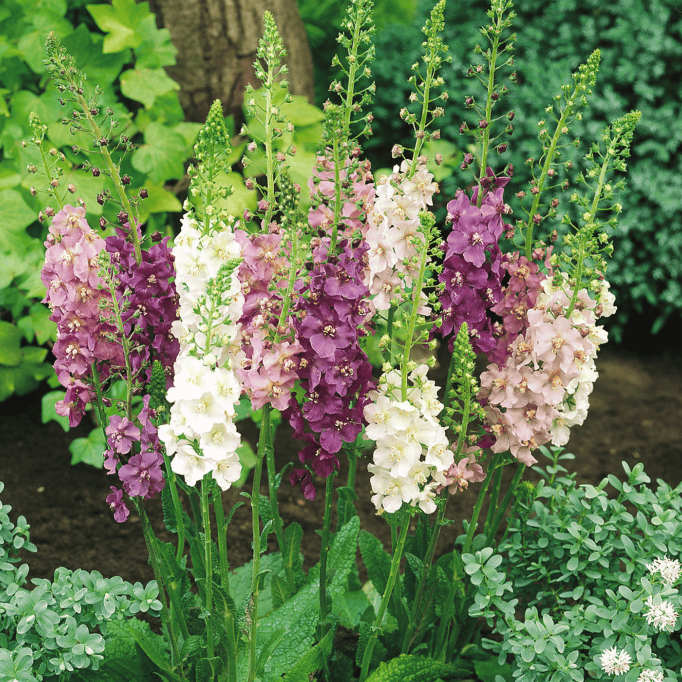 Verbascum Mullien 100 seeds
