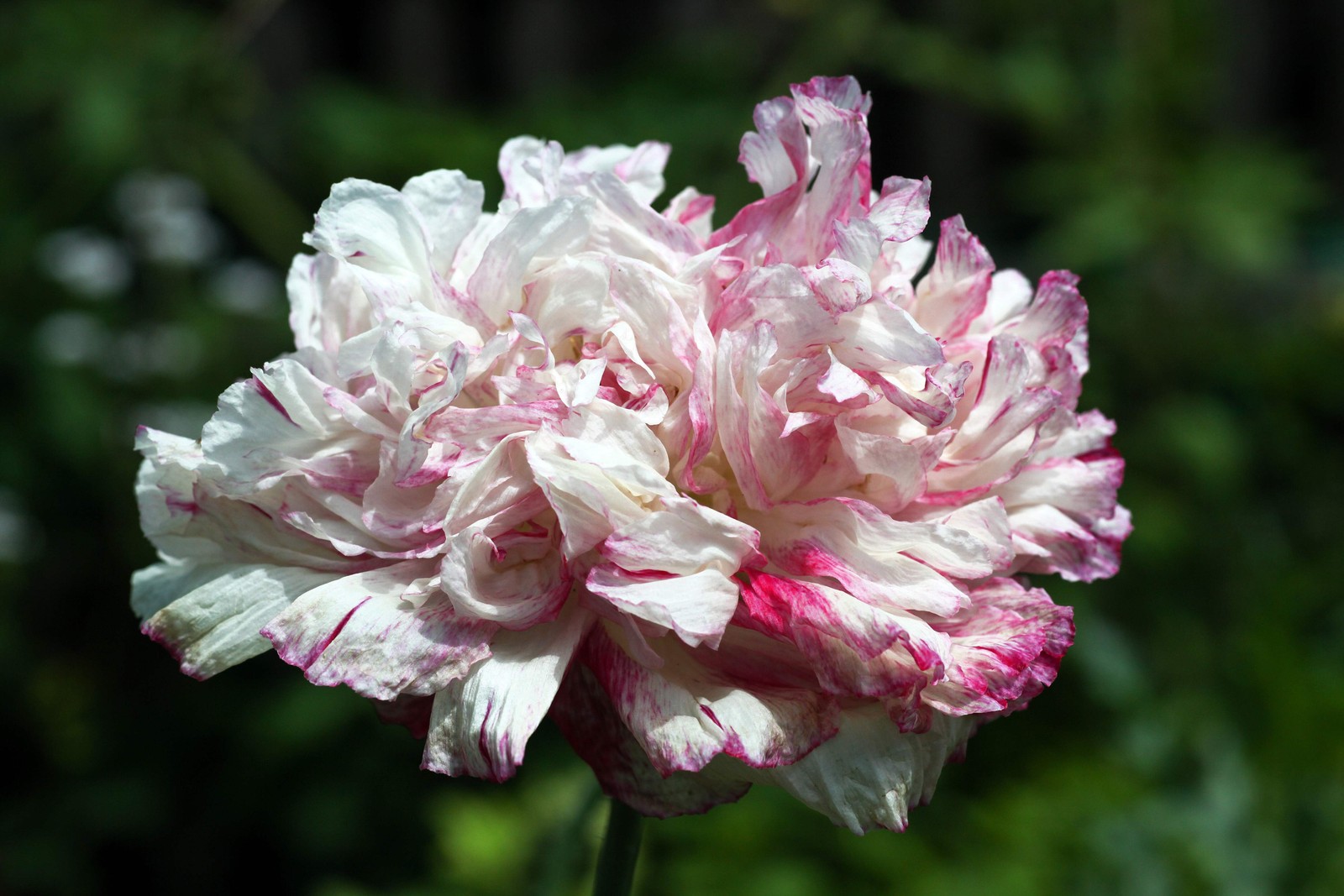 100 Flemish Antique PEONY POPPY MIXED Colors Papaver Peoniflorum Flower Seeds