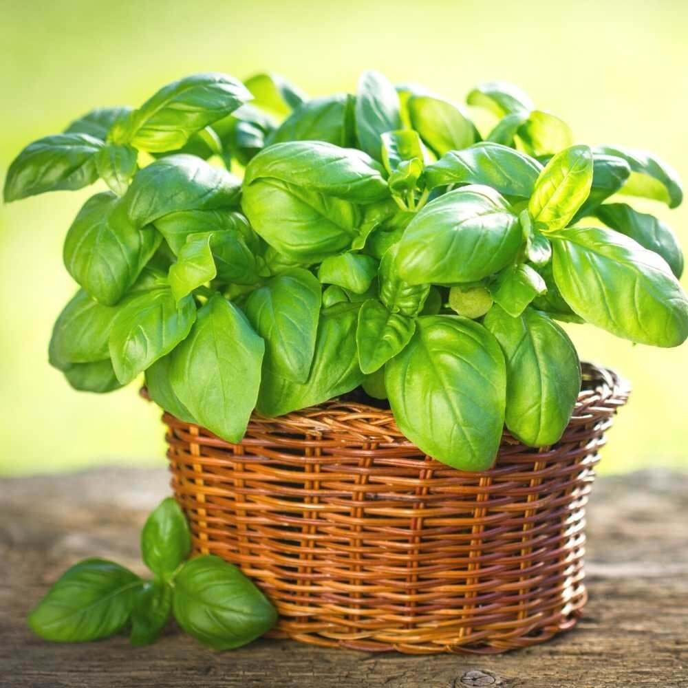 350+ Organic Non-GMO Large Leaf Italian Basil Seeds- Seeds Of Tomorrow