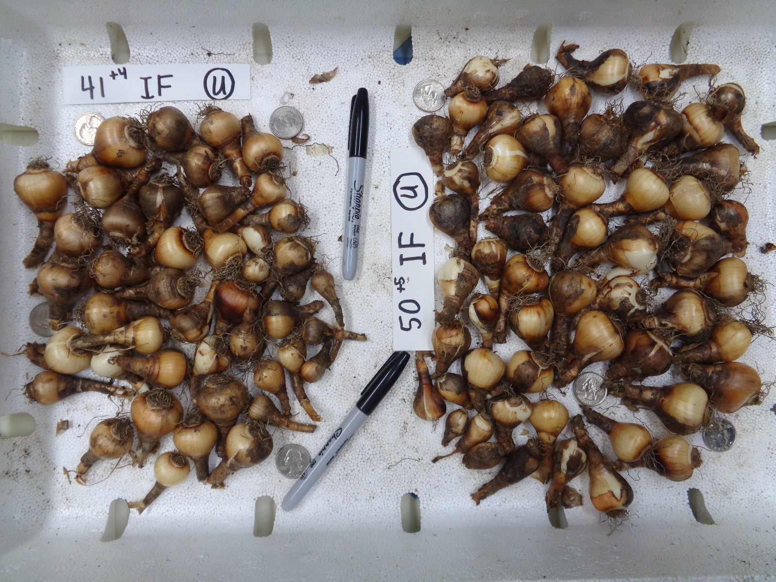 175 Daffodil Bulbs White ICE FOLLIES Narcissus FromMyGarden *CanSplit*PlsREAD*