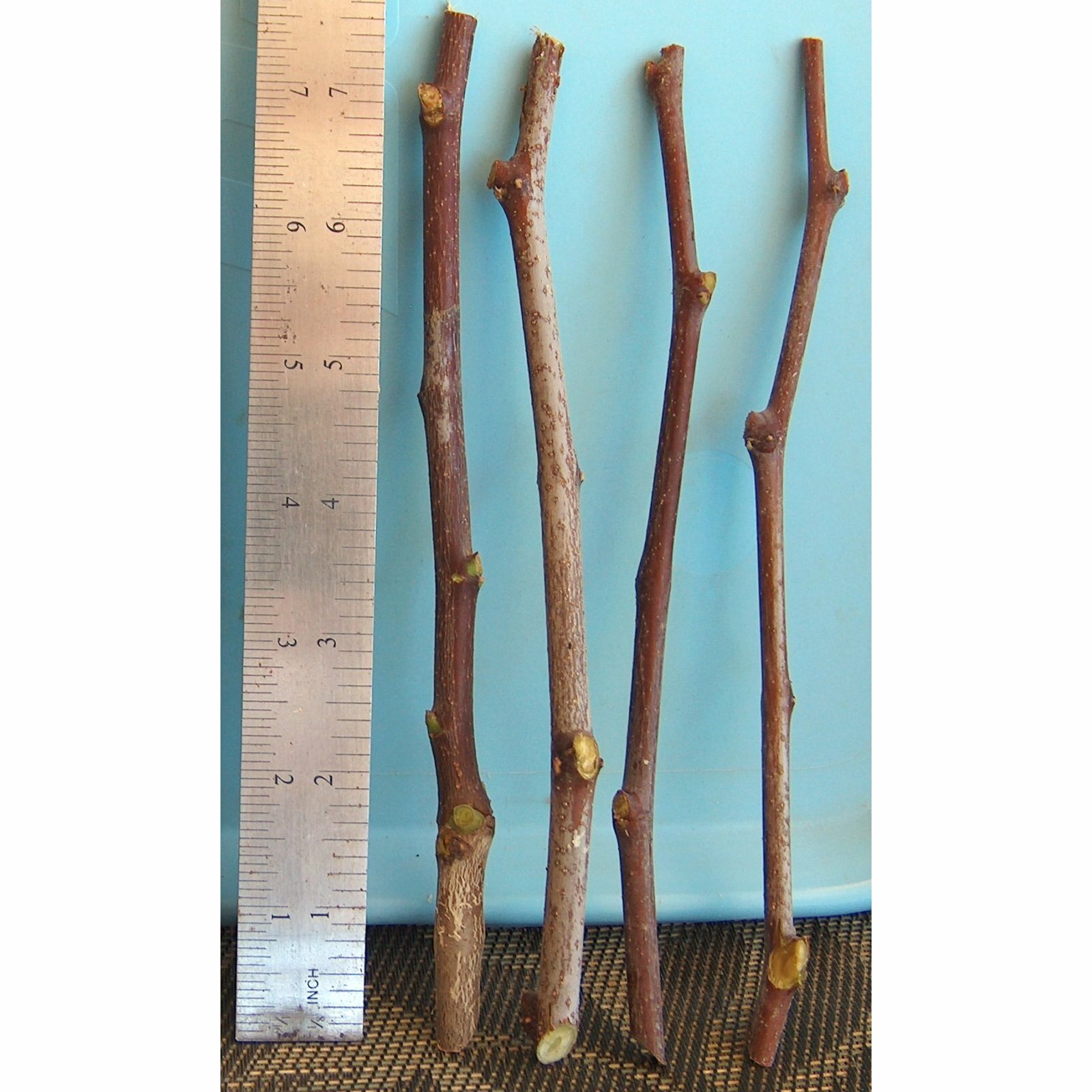 T582E (10)Sour Jujube Thin Cutting Rootstock Tree Plant For Scion-Wood Graft 酸枣仁