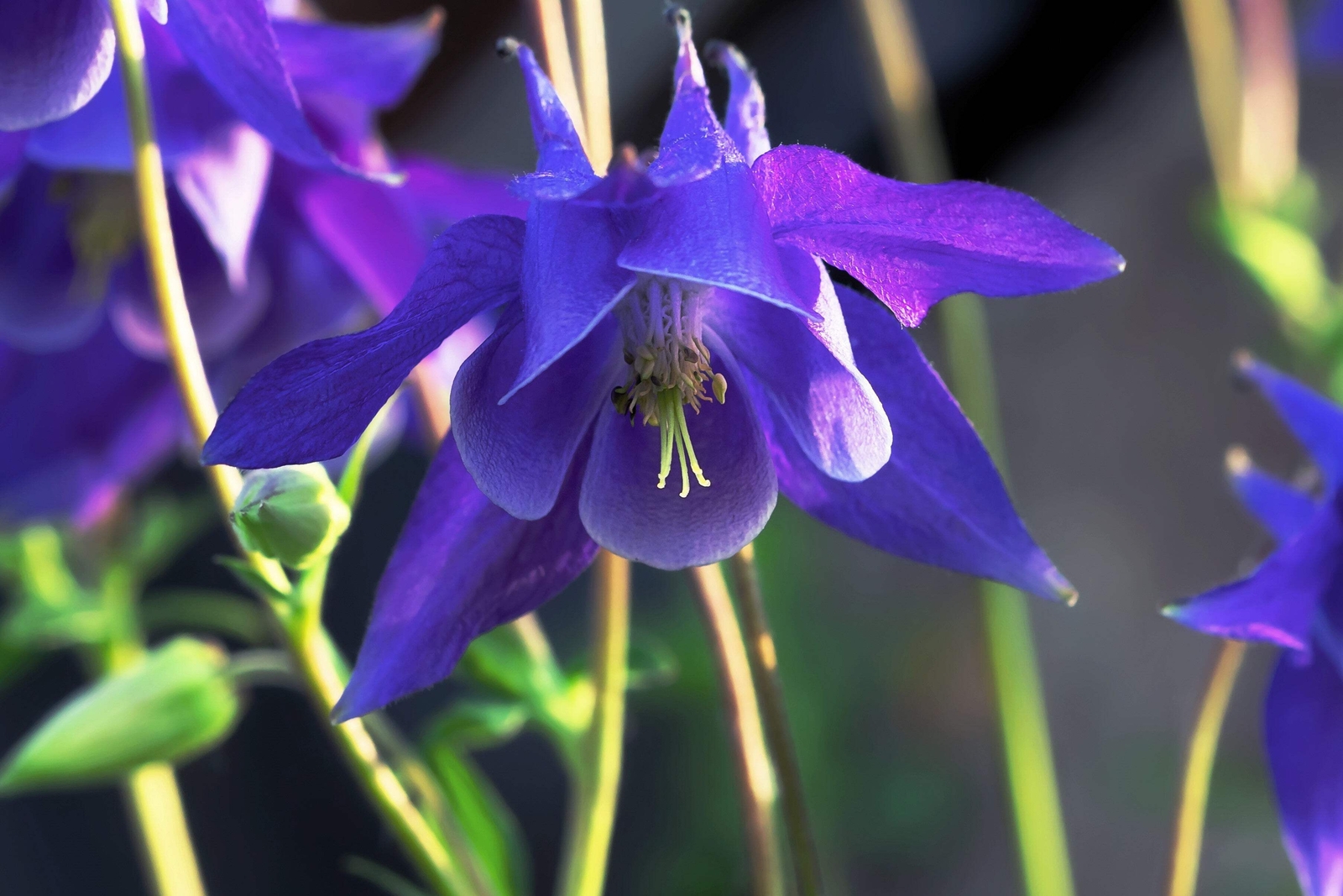 100 PURPLE COLUMBINE Aquilegia Vulgaris Flower Seeds