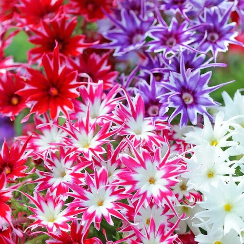 Twinkle Mix Phlox Seeds | 50 – 500 Seeds | Free Shipping | Flower Seeds | 1237