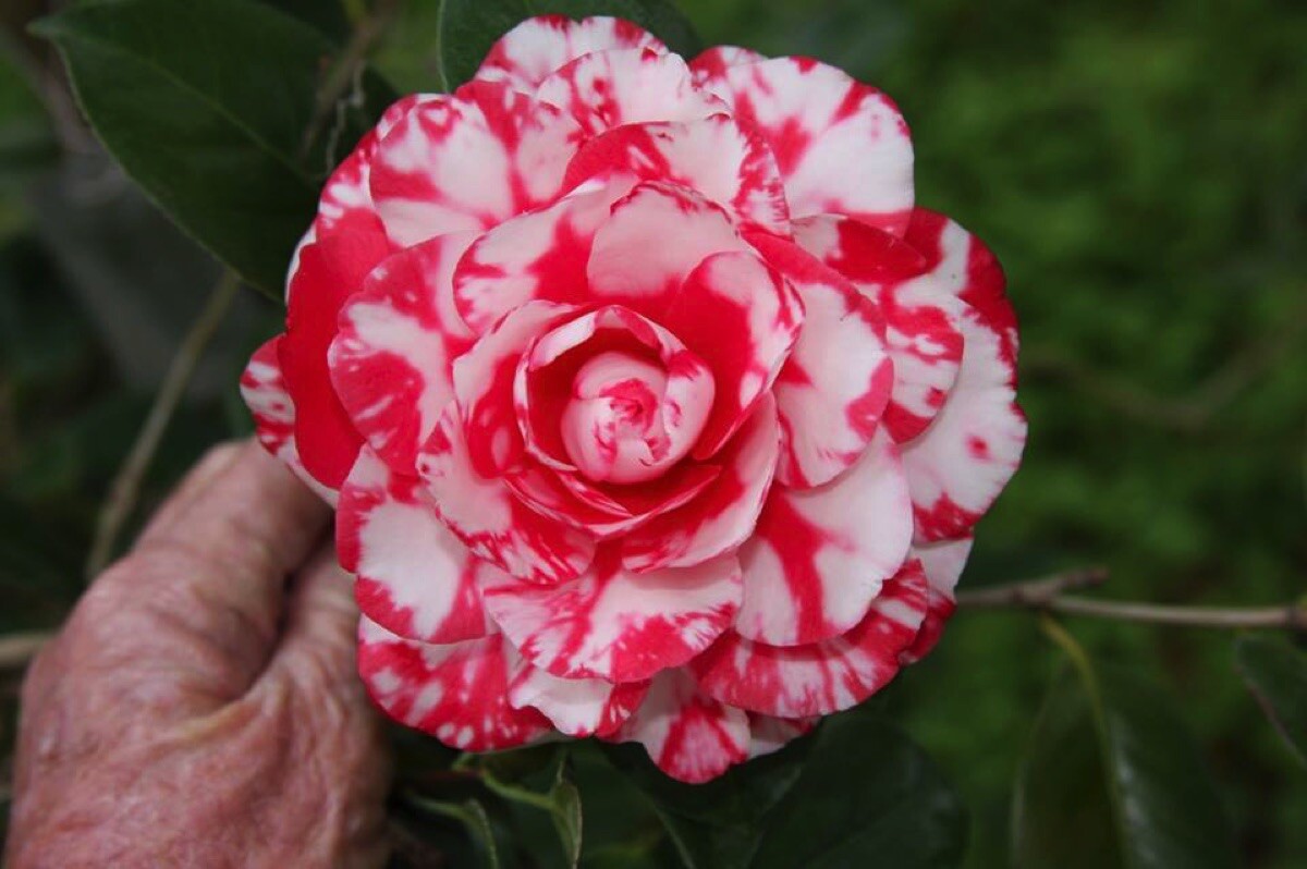 **TERRY GILLEY**Unique Bloom**Camellia Japonica-Live Starter Plant -USA SELLER