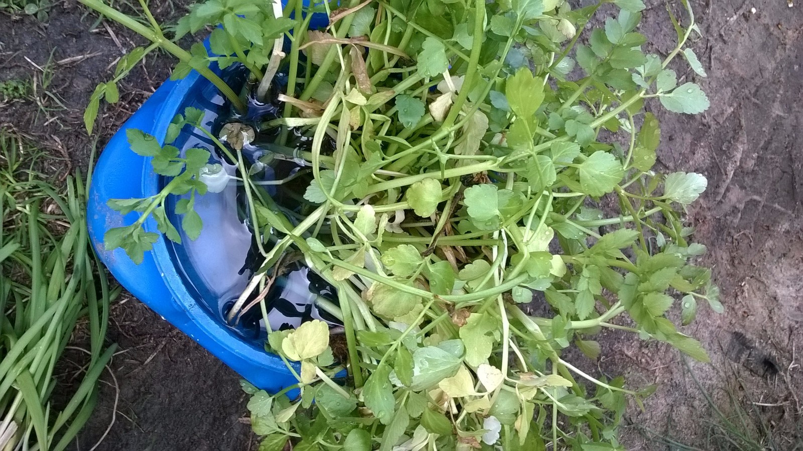 Korean watercress/ minari plants 12 Bare roots+ 12 FREE FOR GOOD MEASURE