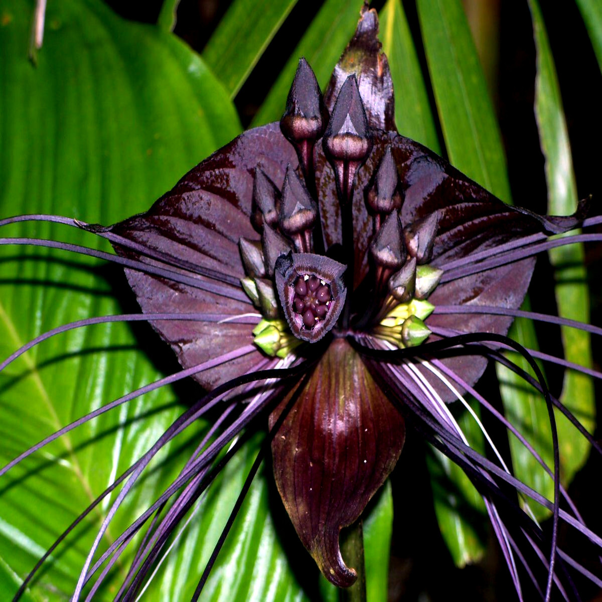 Black Bat Orchid Flower Seeds (Tacca chantrieri) RARE Tropical Garden Houseplant