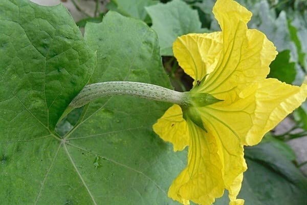 Luffa Gourd Seeds for Sponge and Edible Asian Vegetable, Produce of USA, Non GMO