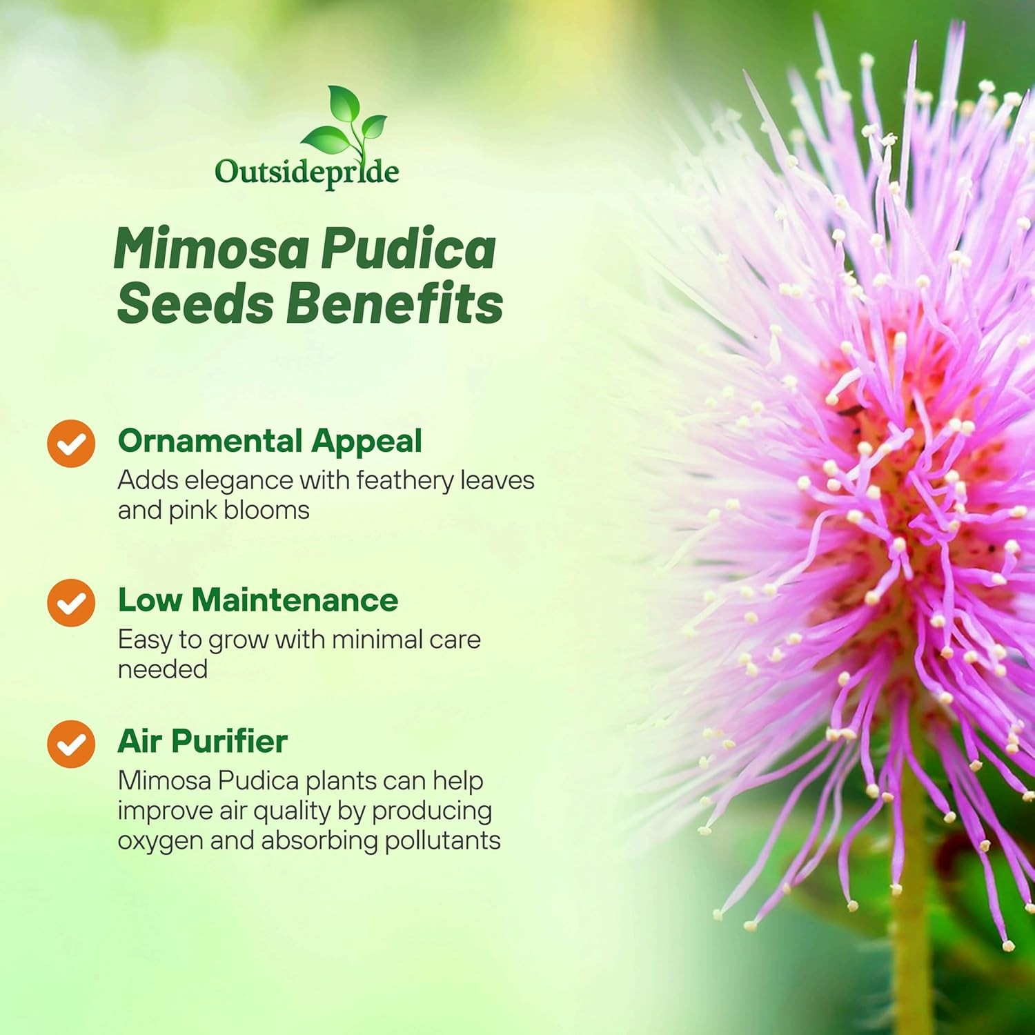 2000 Seeds Mimosa Pudica Seeds For Planting – Sensitive Plant Flower Seed