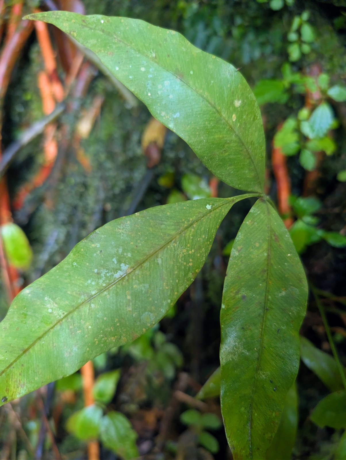 x2 LIVE Bare : Danea Fern 10″ long each, exotic rare fern SHADE