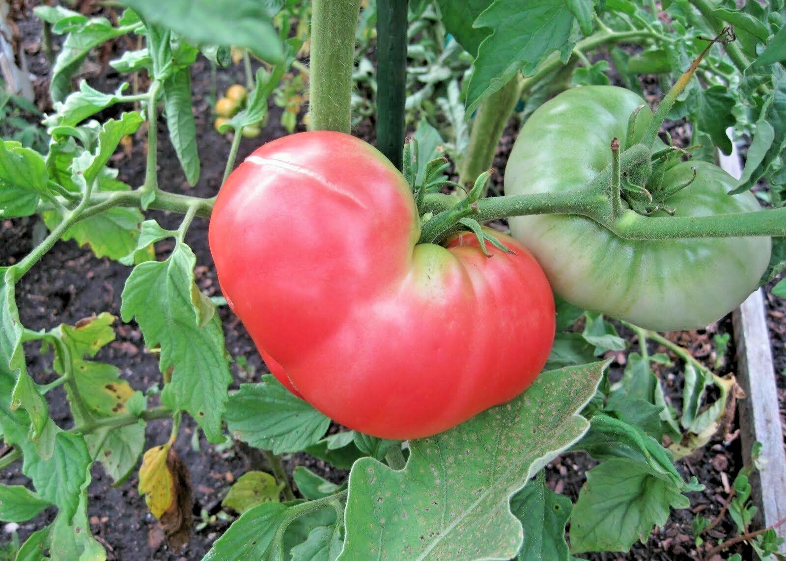 51+PINK PONDEROSA TOMATO Seeds Organic Heirloom Vegetable Garden Container Easy