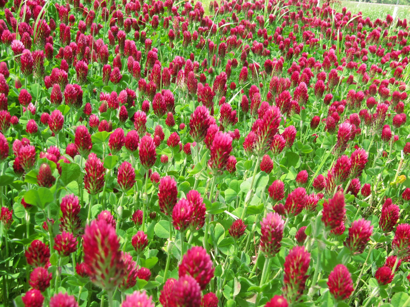 Crimson Clover Seeds |Winter Garden Cover Crop Blood Red Annual Flower Seed 2024