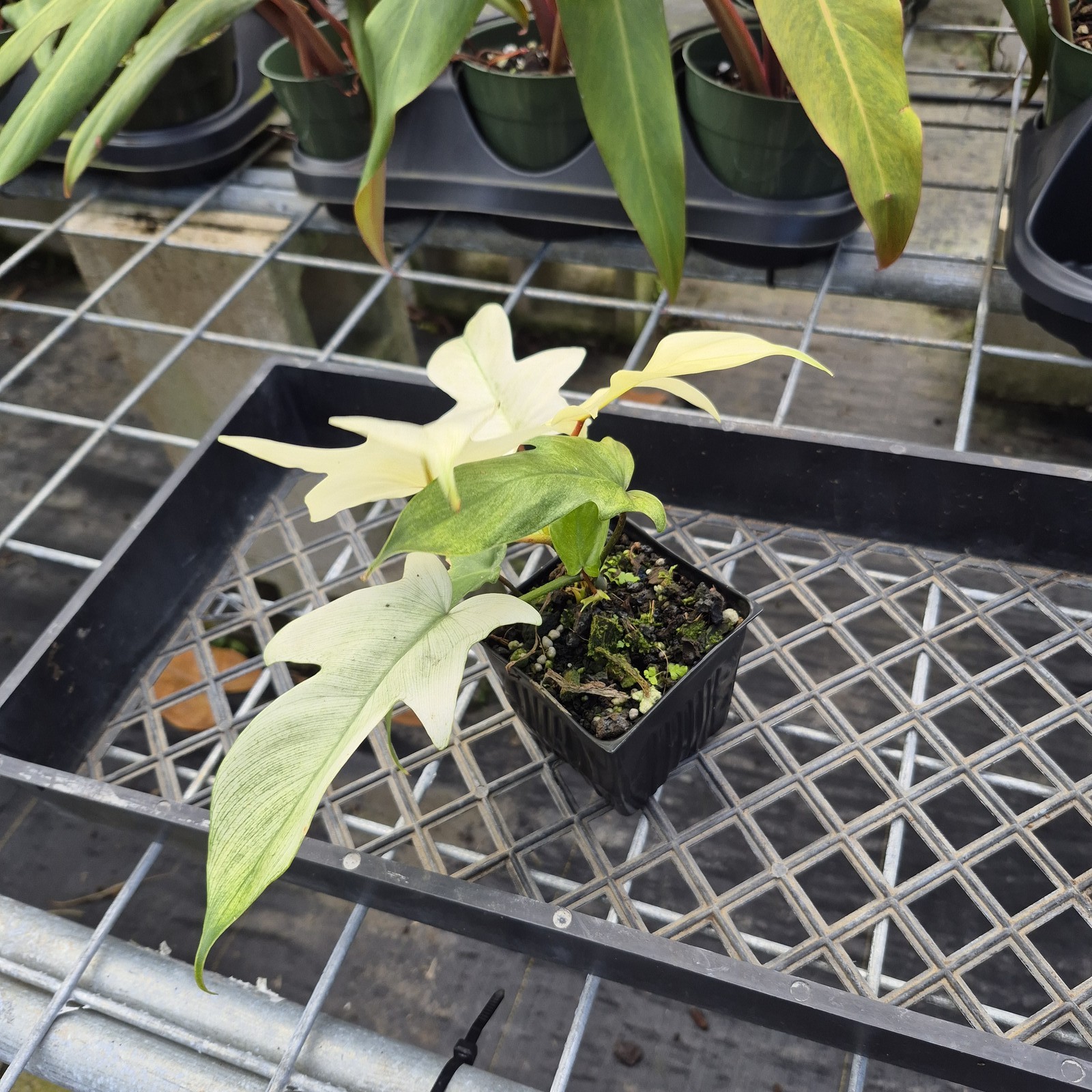 Philodendron Florida Ghost, Exact Plant Ships Nationwide
