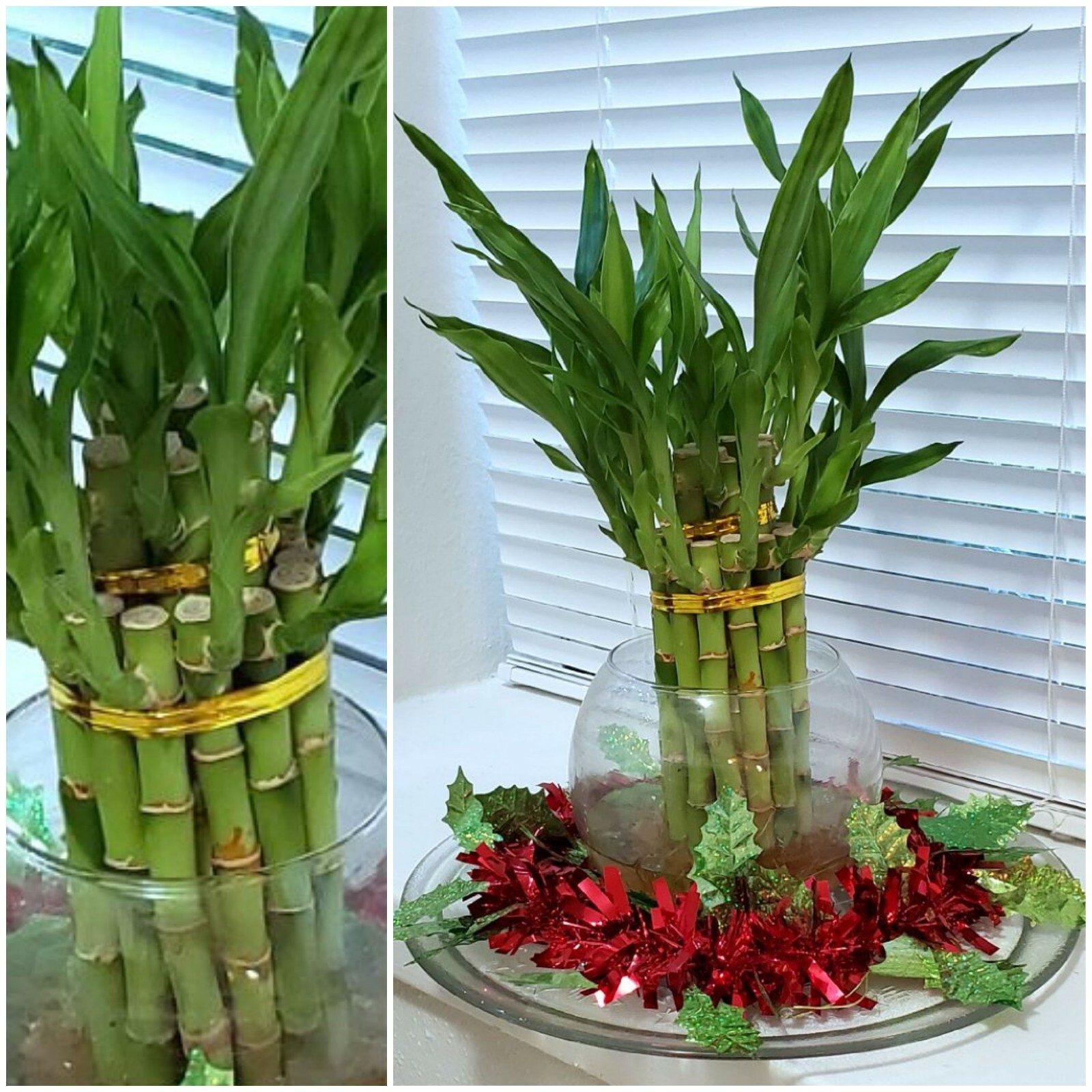 8″ Lucky Bamboo 6 Healthy Plants, Gift, Feng Shui, Water Plant, Free Shipping