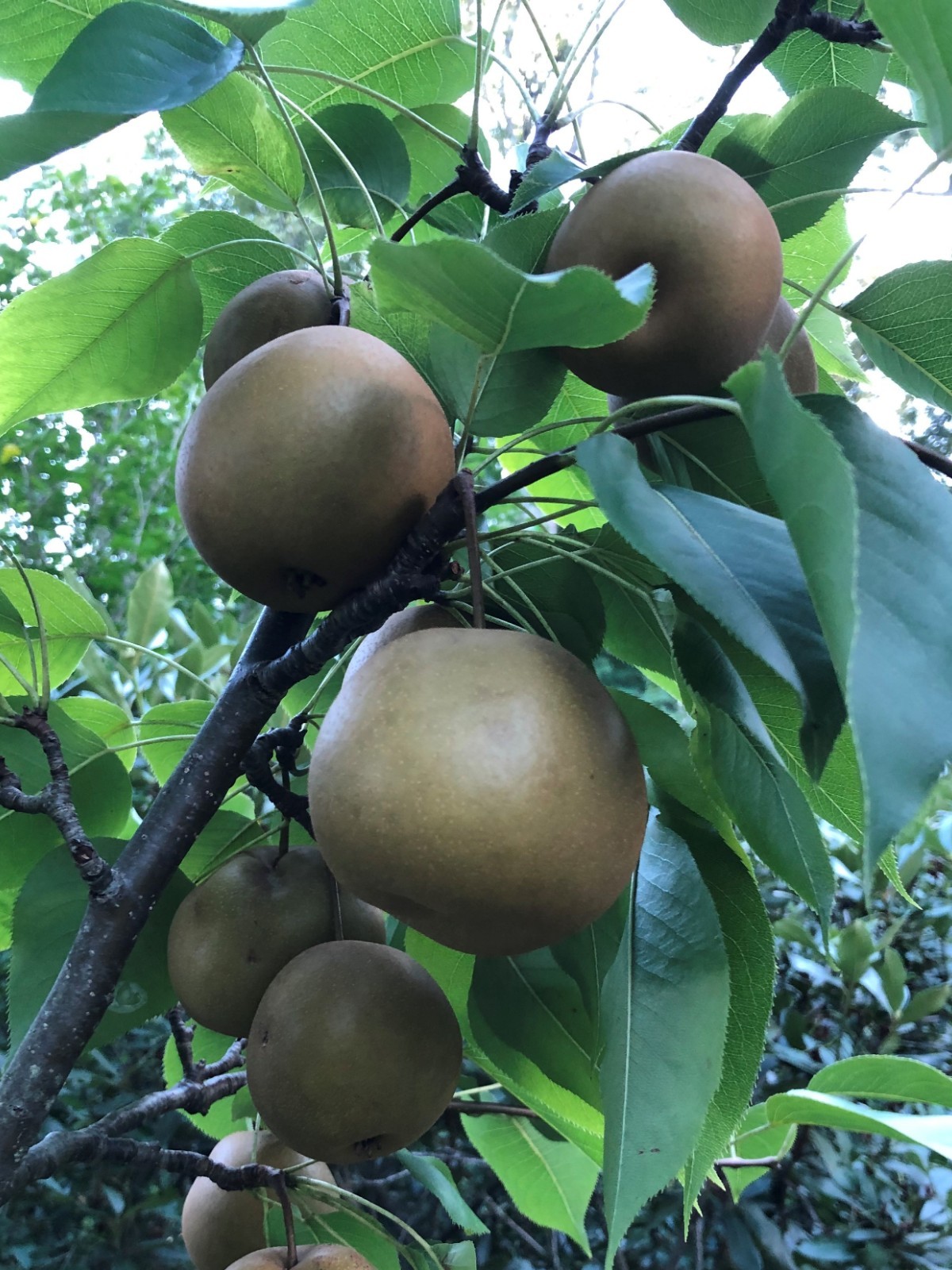 7 Asian Pear Tree (Hosui)Cutting/Scion/Rooting/Grafting Dormant 7-8inch Unrooted