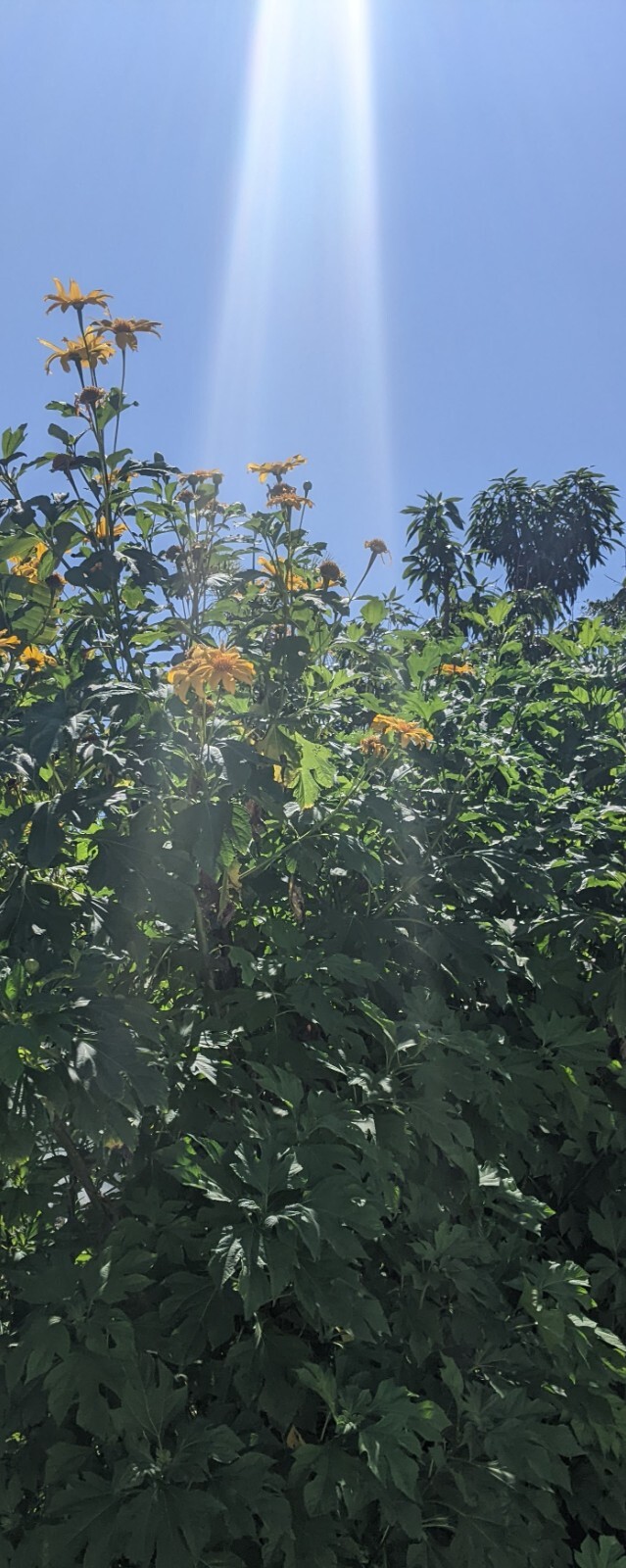 Tithonia Diversifolia – Mexican Sunflower – Live Organic Cuttings with Roots