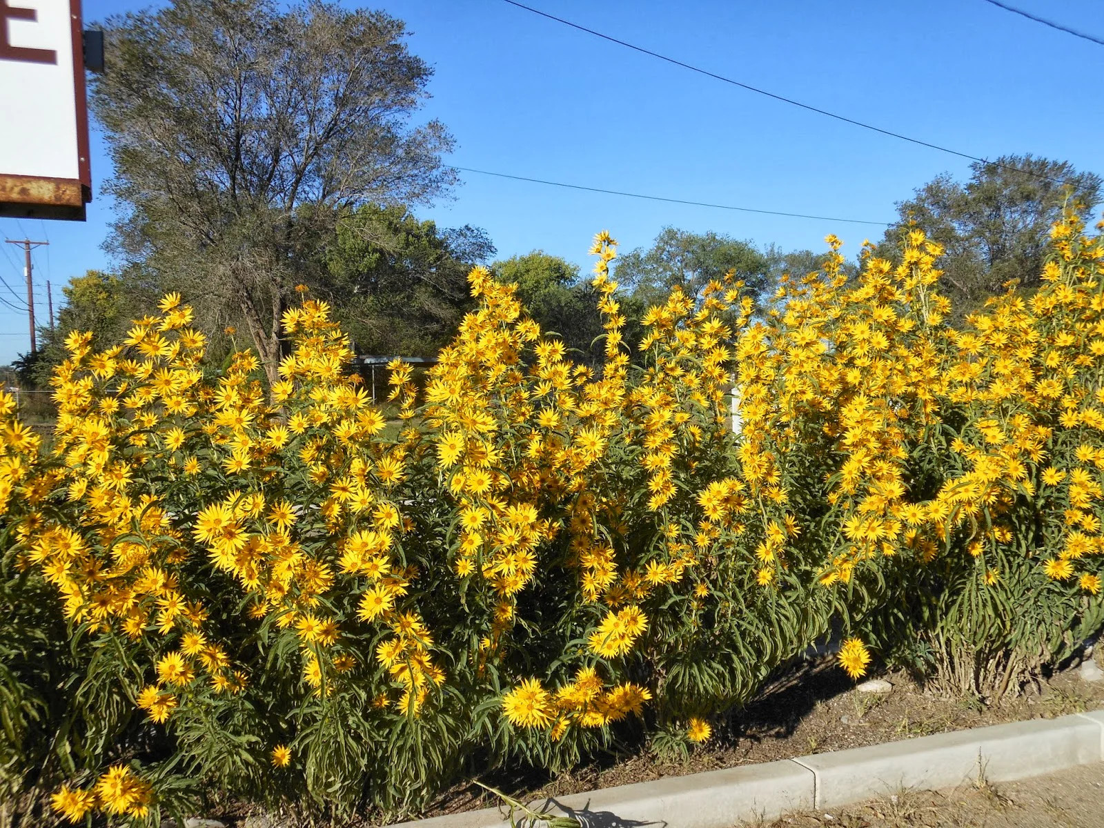 Maximilian Sunflower Seeds | Prairie Sun Flower Perennial Wildflower Seed 2024