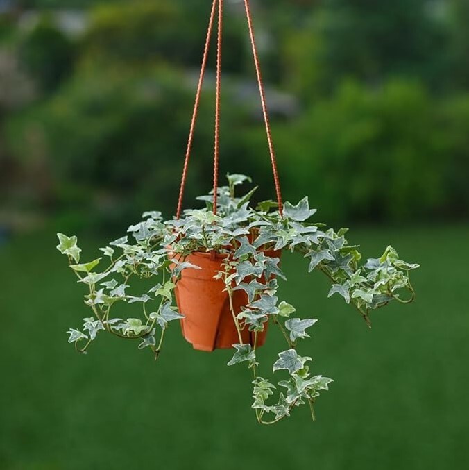 English Ivy Live Plant Indoor – 1 Pot with 2 Live Plants – 3 to 5 Inches Tall