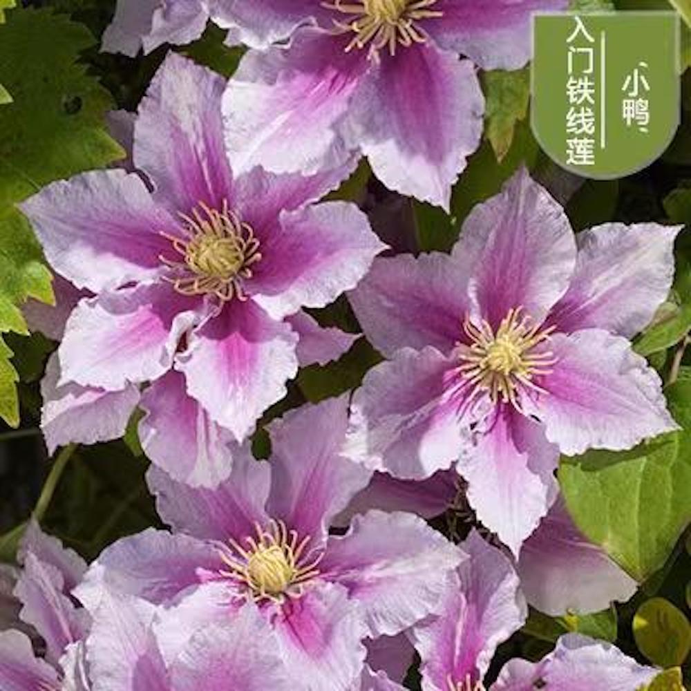 25pc CLEMATIS SEEDS Garden Plant Flower vine climber USA seller FREE shipping
