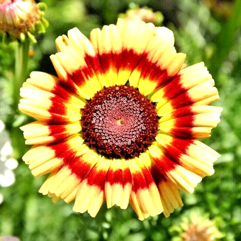 500+ PAINTED DAISY TRICOLOR AUTUMN MIX SEEDS GIGANTIC FLOWERS BUTTERFLIES BEES