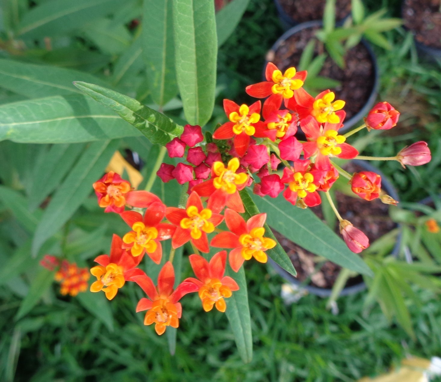 TROPICAL MILKWEED, ASCLEPIAS CURASSAVICA, MONARCH BUTTERFLIES FOOD