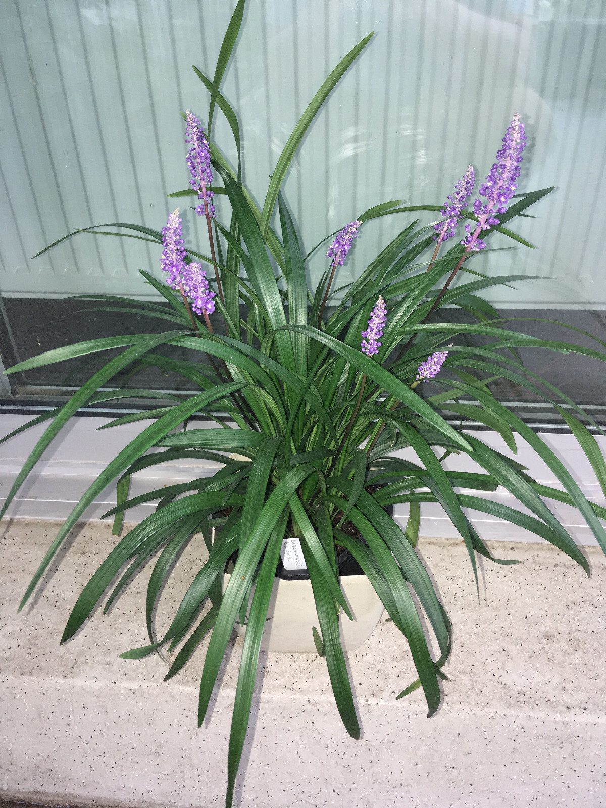 Liriope muscari Royal Purple 15 Plants in 3-1/2 in Pots