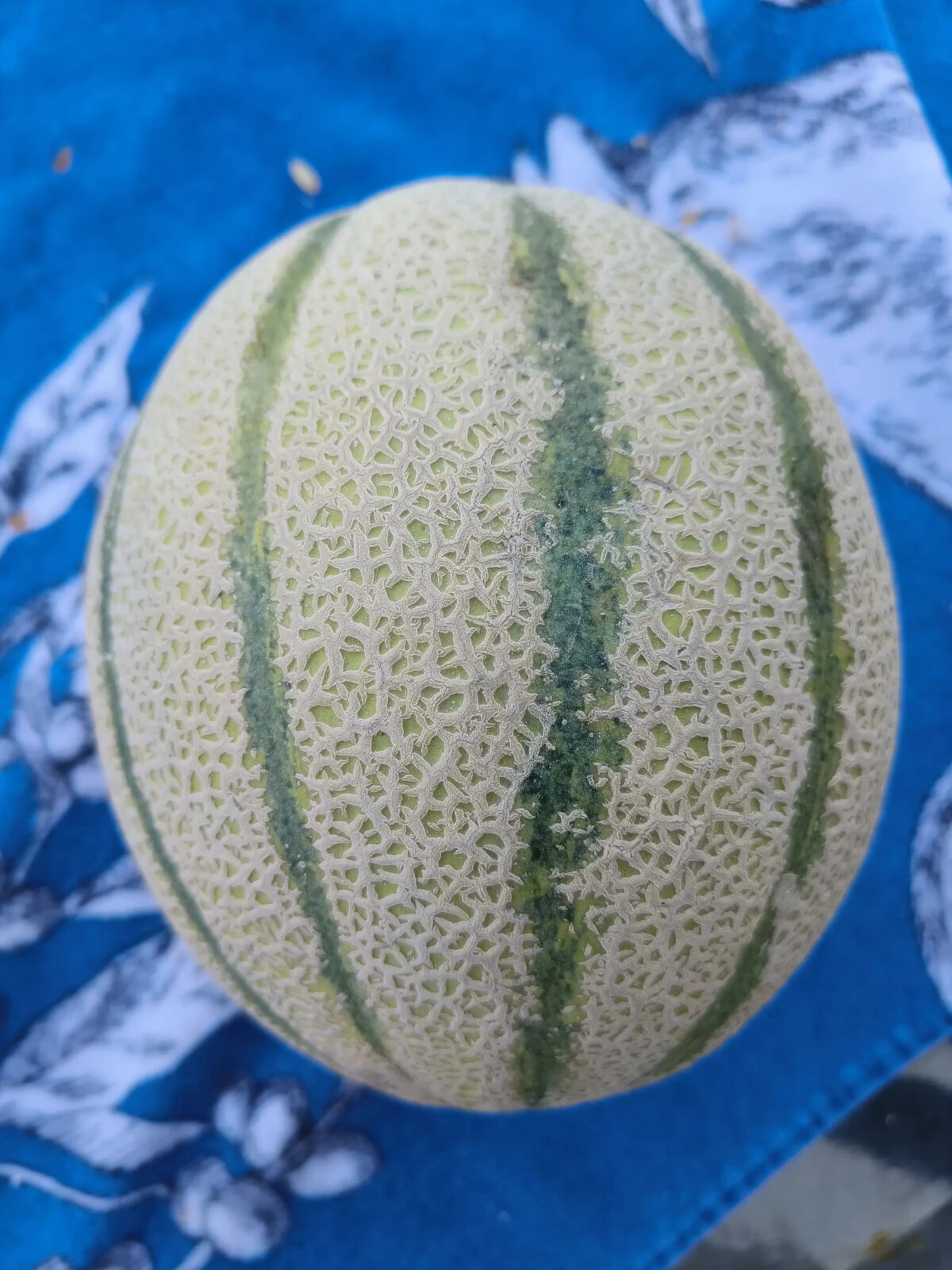 50 Super Sweet Tuscan Cantaloupe Seeds – Free Shipping – The Italian Stallion