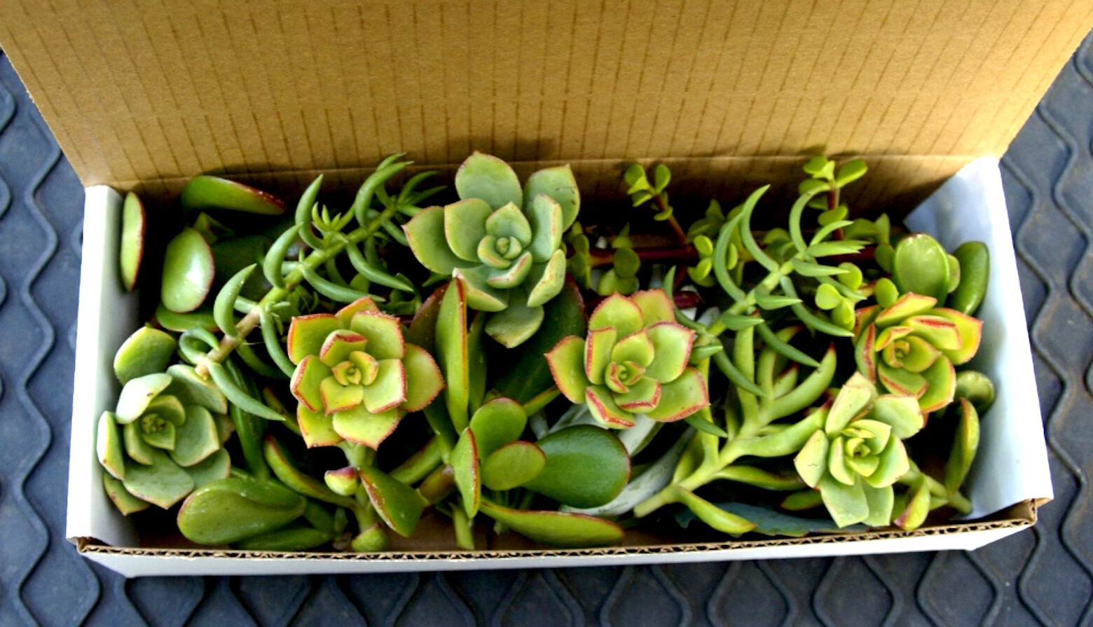 20+ Easy Succulent Cuttings – Mixed Varieties with Instructions & Free Shipping