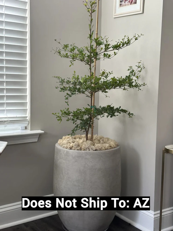 Black Olive Tree Plant Live Shady Lady Bucida Buceras Fast Grow 1 Gal Pot 1-2 Ft