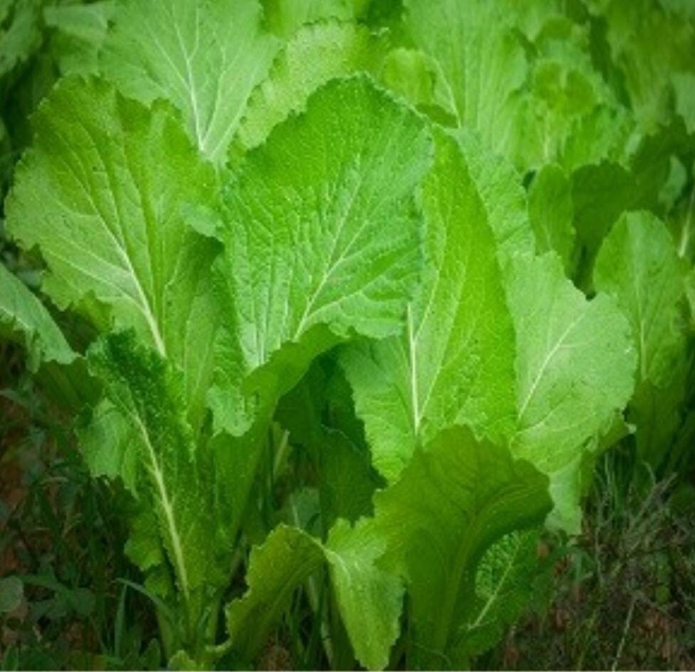 1200++ Organic Florida Broadleaf Mustard Green Seeds ,Cải bẹ xanh, 2024 Season