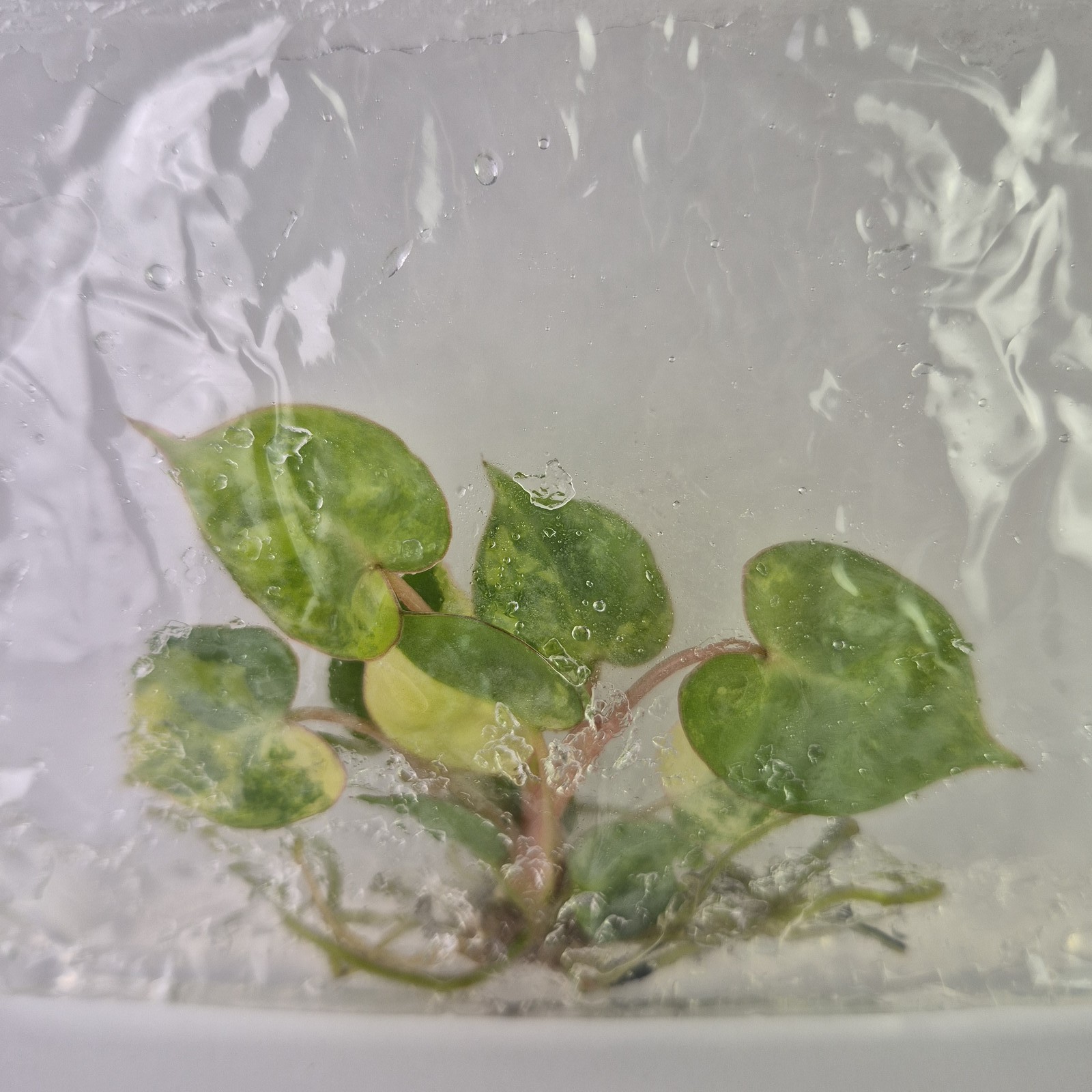 Philodendron Billietiae variegated tissue culture 2DayAir