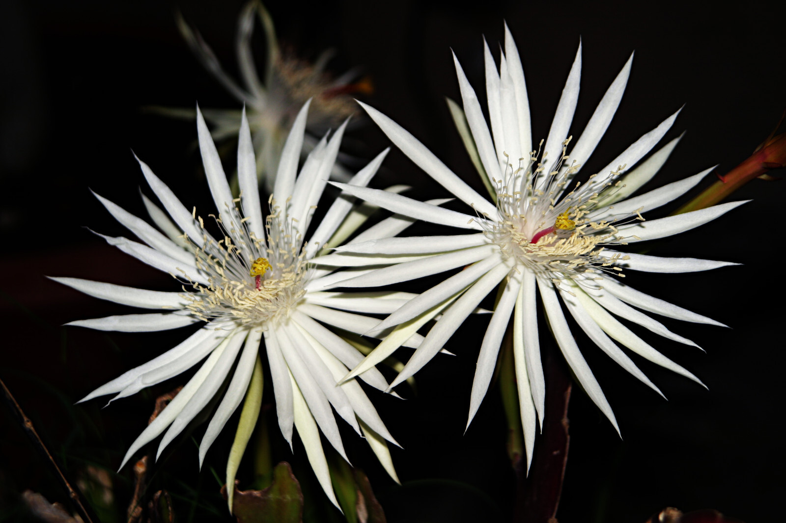 4 Mature Cuttings White EPIPHYLLUM Hookeri Fragrant Orchid Cactus STRICTUM